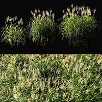 Miscanthus giganteus with flower