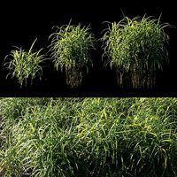 Miscanthus giganteus grass