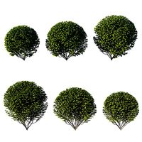 Ligustrum ovalifolium 01