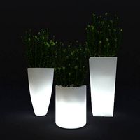 Young boxwood in Led flowerpot