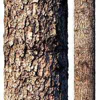Spruce bark material