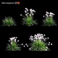 Allium tanguticum 03