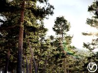 HeliosVegetation vol5 Pinus Syluestriformis Pack of 12 Pines