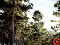 HeliosVegetation vol5  Pinus Syluestriformis Pack of 12 Pines