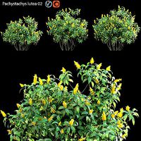 Pachystachys lutea -Lollipop plant - Golden shrimp plant 02
