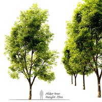 Alnus glutinosa- black alder tree