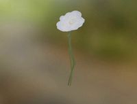 Nature Asset Pack v1