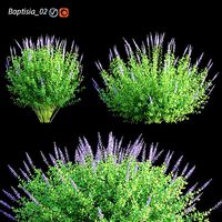 Baptisia 02