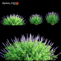 Baptisia 01