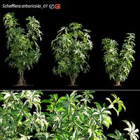Schefflera arboricola 02