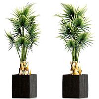 Plants Collection 193 Sabal Minor