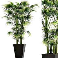 Plants Collection 191 Sabal Minor