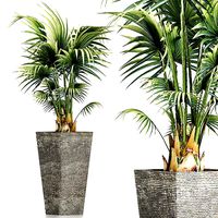 Plants Collection 190 Sabal Minor