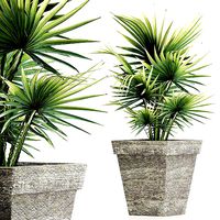 Plants Collection 189 Sabal Minor