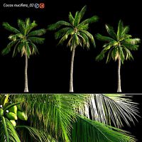 Cocos nucifera - Coconut 02
