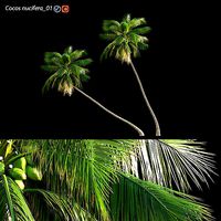 Cocos nucifera - Coconut 01