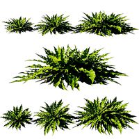 Asplenium Nidus Bird 02