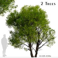 Set of Salix Fragilis or Crack willow Trees - 2 Trees