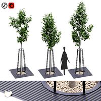 Landscaping kit with American linden