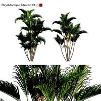Chryslidocarpus lutesceus 01