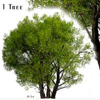 Salix Fragilis or Crack willow Tree - 1 Tree