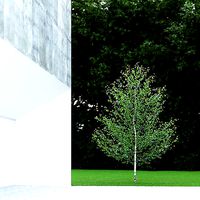 Betula Pendula 5m 002