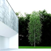 Betula Pendula 10m 004