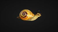 Snail