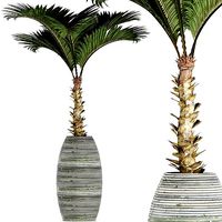 Plants Collection 182 Palm