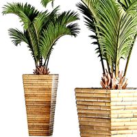 Plants Collection 179 Palm