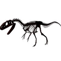 Allosaurus Skeleton