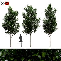American linden set 01