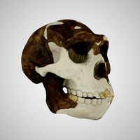 3D Skull Realistic Homo Erectus Peking Man