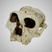 Skull Realistic Australopithecus Robustus 3D model