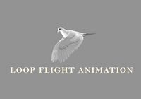 realistc White Dove- LOOP FLIGHT animation