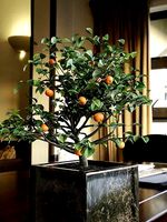 Vietnam Tet kumquat tree pot
