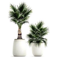 Decorative palm in a white flowerpot 818
