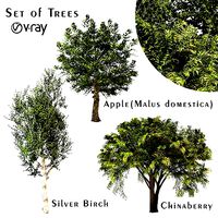 Set of Trees - Chinaberry and Silver Birch and Apple