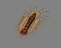 Cartoon animal - centipede