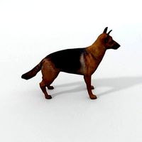 German Shepherd