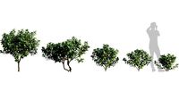 Tabernaemontana divaricata - Crape jasmine - 01