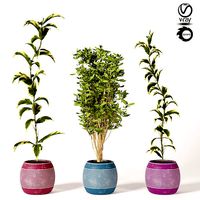 indoor Plant Set s01