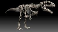 Giganotosaururs Full Skeletons Sculpt Project