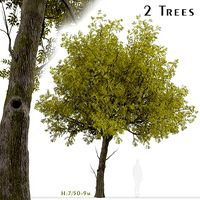 Set of Arizona ash or Fraxinus velutina Trees - 2 Trees