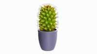 Tall cactus plant in pot