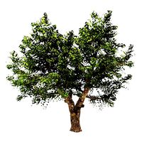 Apple Tree - Malus domestica - Pirus Malus  Tree