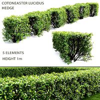 Cotoneaster lucidus hedge 04