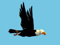 Eagle
