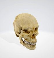 Skull