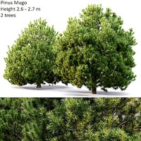 Pinus Mugo 11